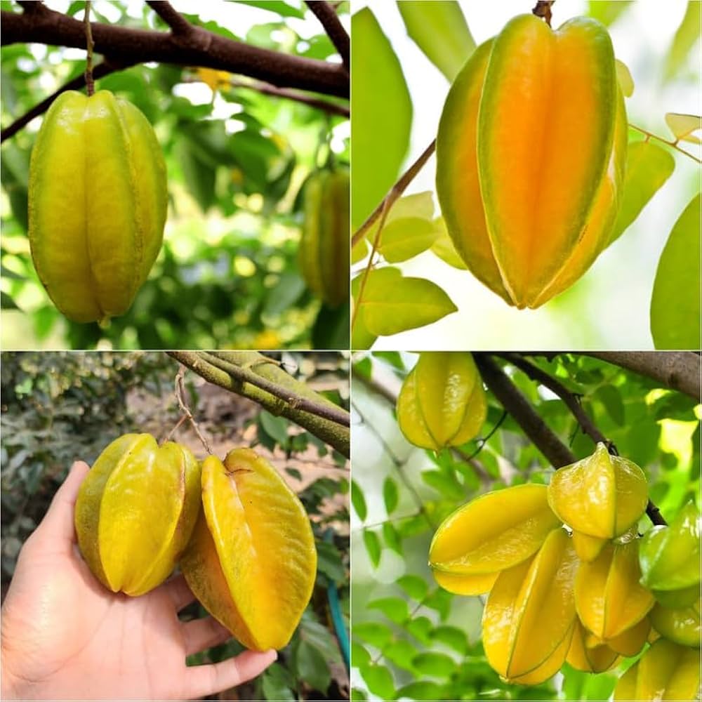 delicious star flower seeds