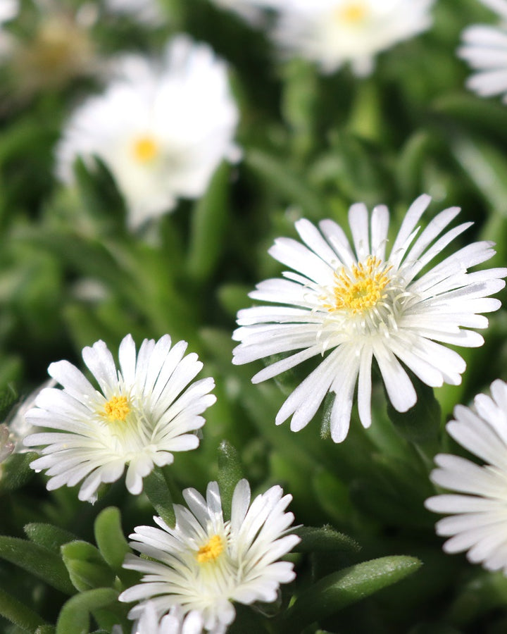 Delosperma Blumensamen Weiß – Alte Sorte Gentechnikfrei Hohe Keimrate Samen