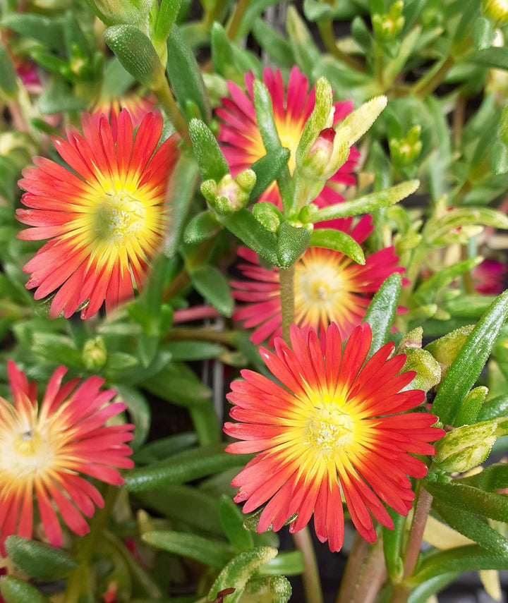 Semillas de flores de Delosperma rojo y amarillo – Cimbra de herencia no transgénica de alta germinación