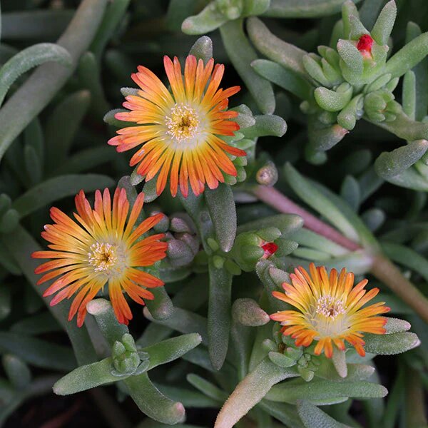 Orange Delosperma Flower Seeds – Heirloom Non-GMO High Germination Seeds
