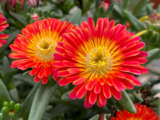 Semillas de flores de Delosperma rojo y amarillo – Cimbra de herencia no transgénica de alta germinación