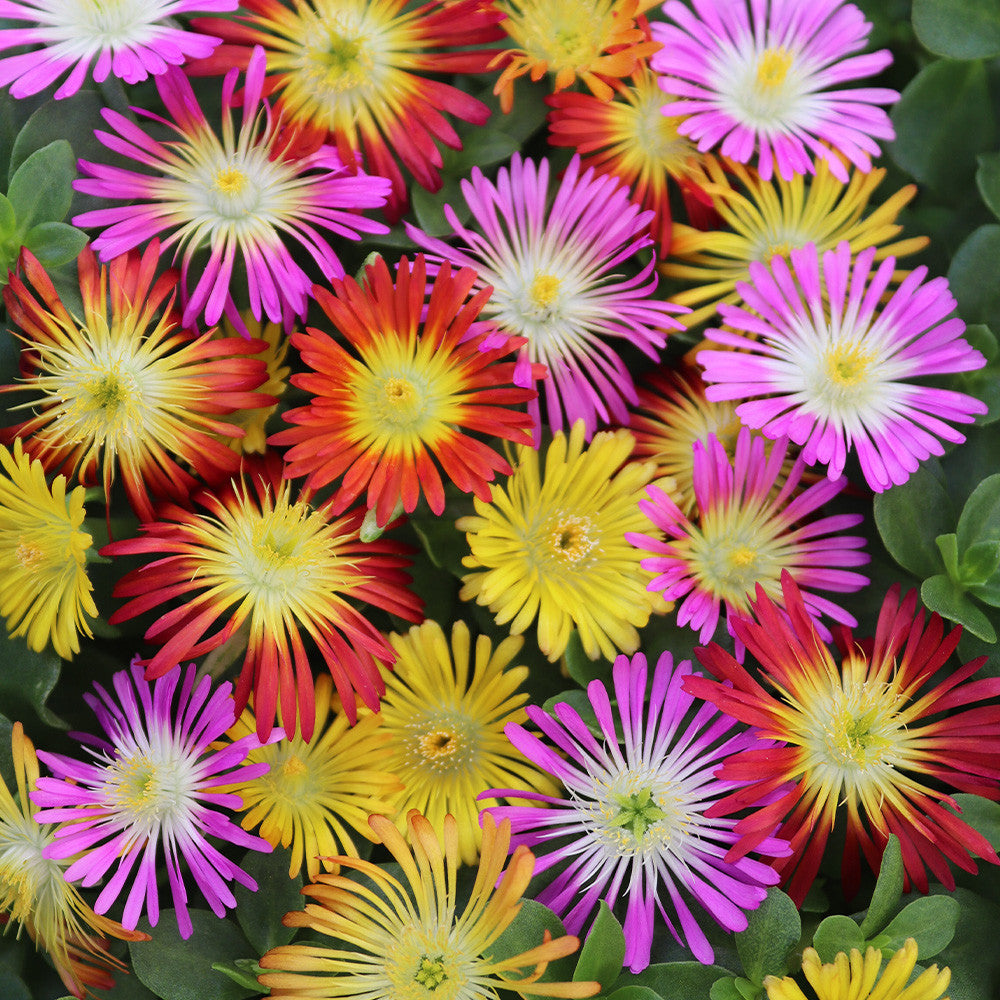 Mixed Delosperma Flower Seeds – Heirloom Non-GMO High Germination Seeds