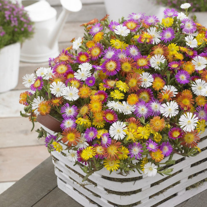 Mixed Delosperma Flower Seeds – Heirloom Non-GMO High Germination Seeds