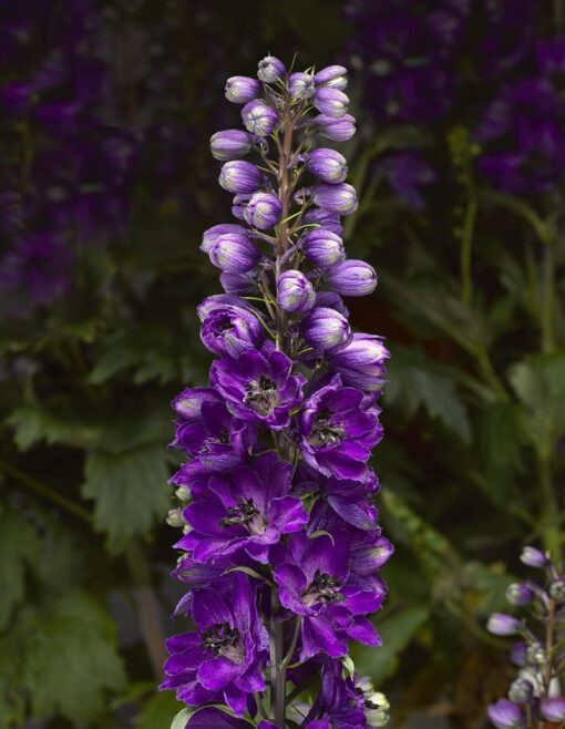 blue black flower seeds