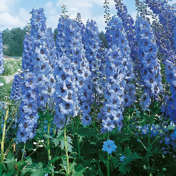 Aubrieta Delphinium Flower Seeds for Planting Heirloom Non-GMO High Germination Organic Garden Seeds