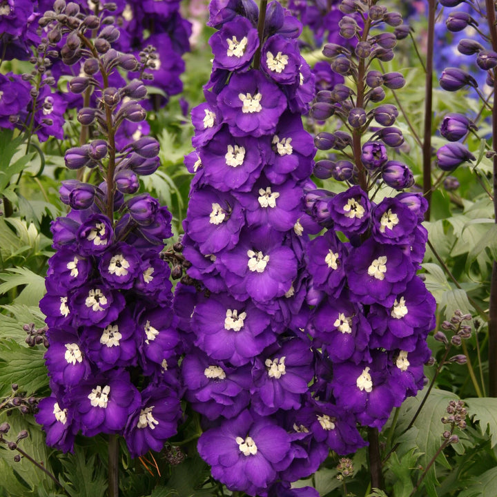 Violet Delphinium Flowers Seeds – Heirloom, Non-GMO, High Germination Seeds