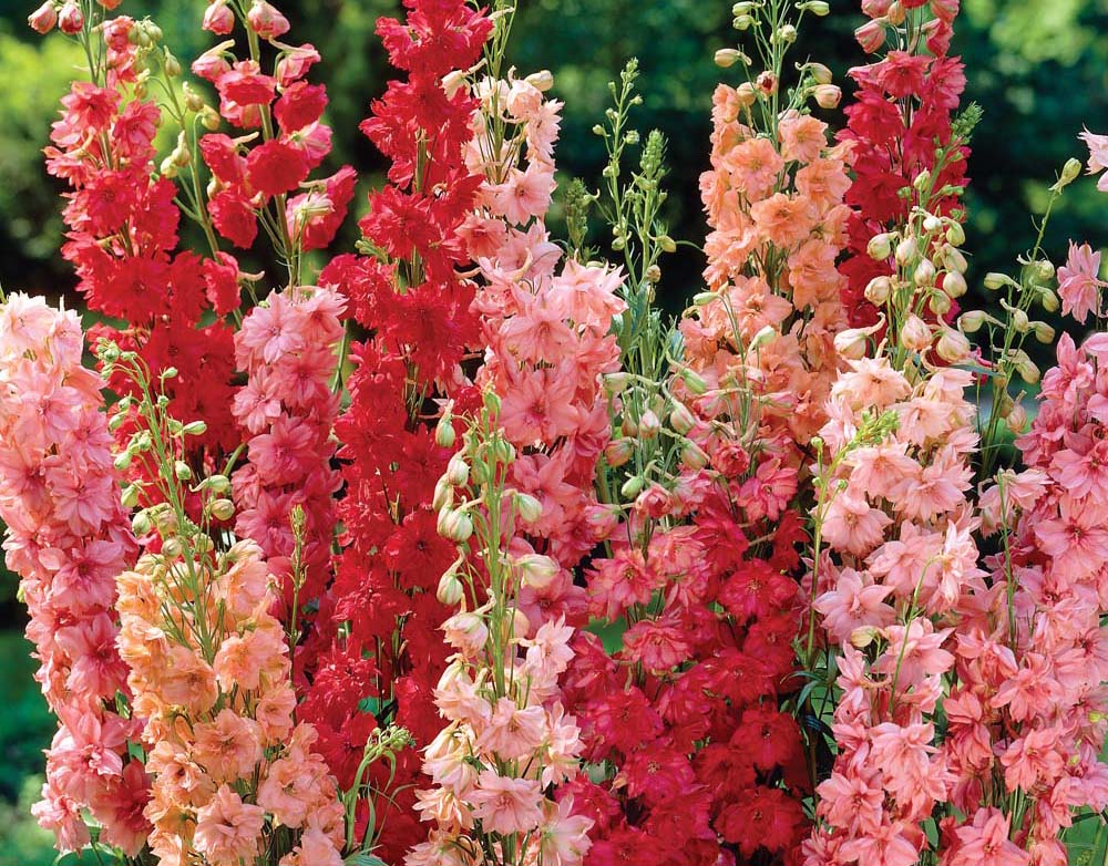 Mixed Delphinium Flower Seeds for Planting – Heirloom Non-GMO High Germination Seeds