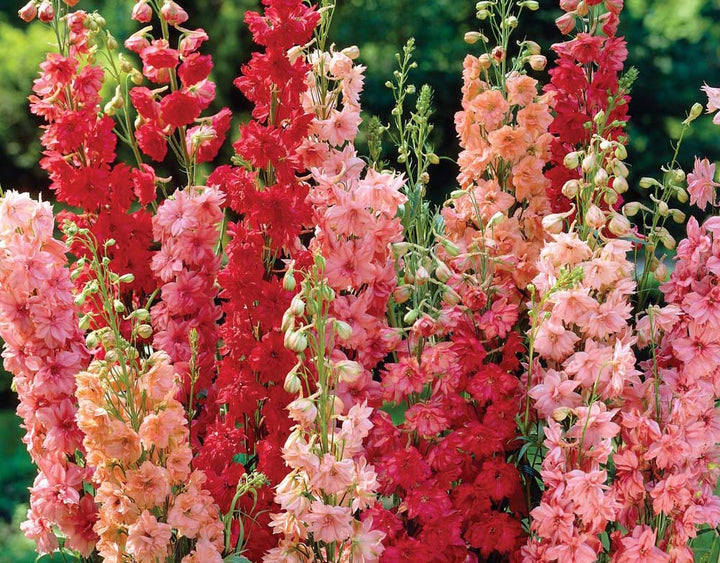 Mixed Delphinium Flower Seeds for Planting – Heirloom Non-GMO High Germination Seeds