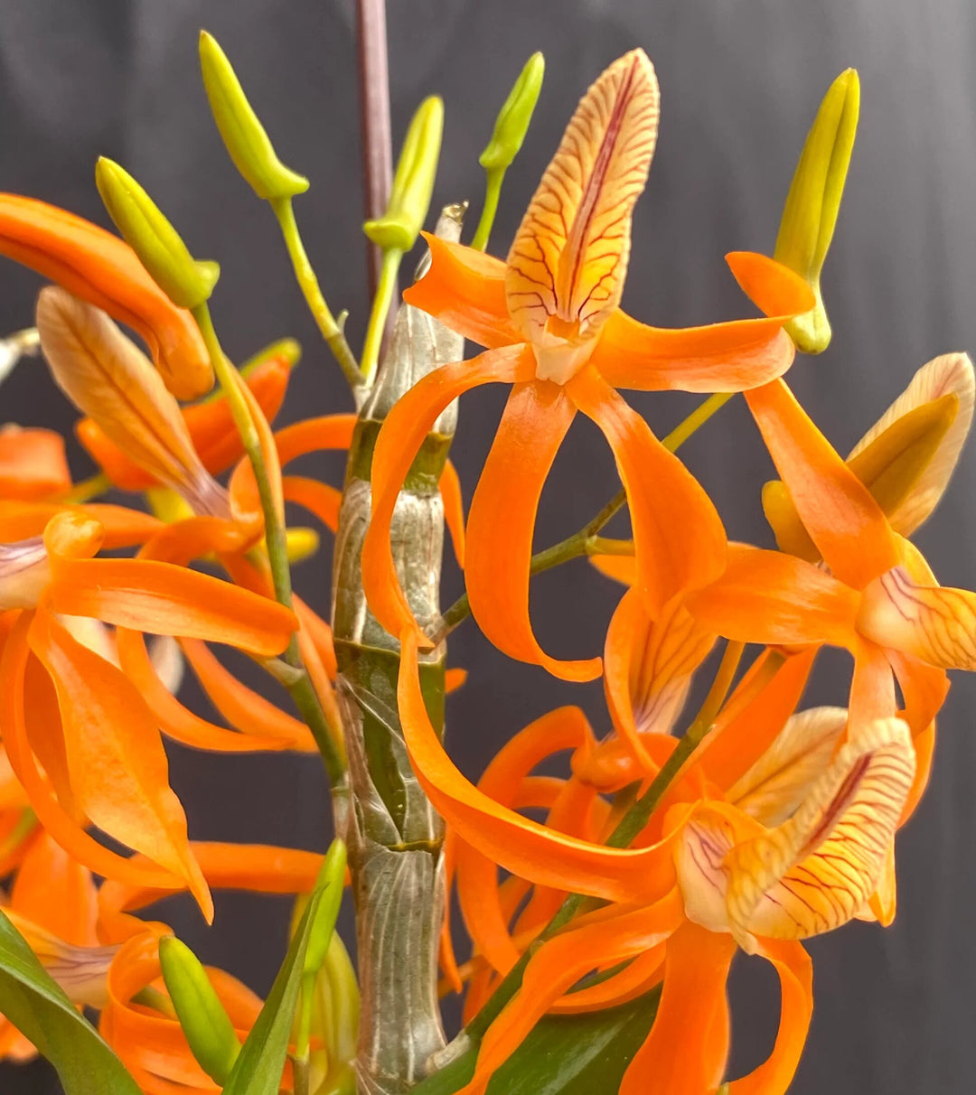 Orange Zygopetalum Maculatum Flower Seeds – Heirloom, Non-GMO Seeds for Planting