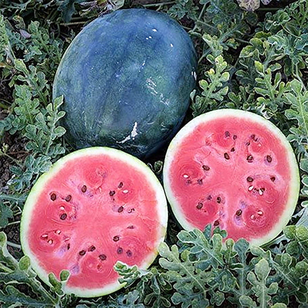 densuke watermelon flower seeds