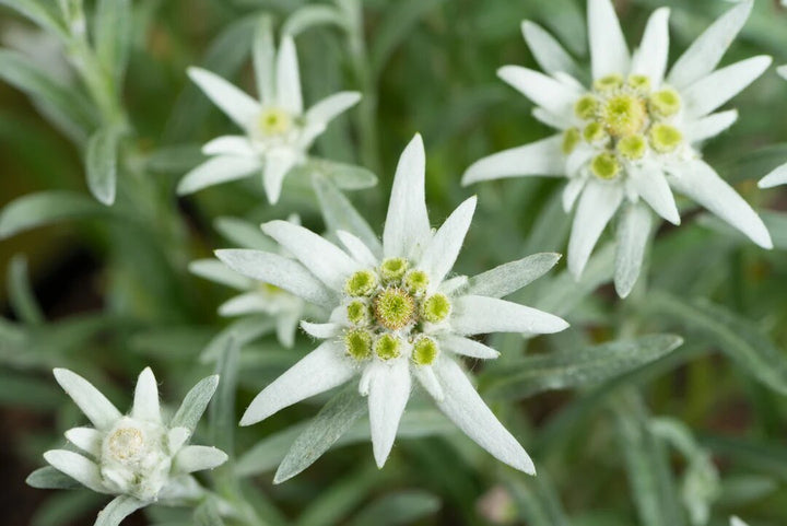 Semillas de flor de Edelweiss blanca – Semillas de herencia no transgénicas de alta germinación