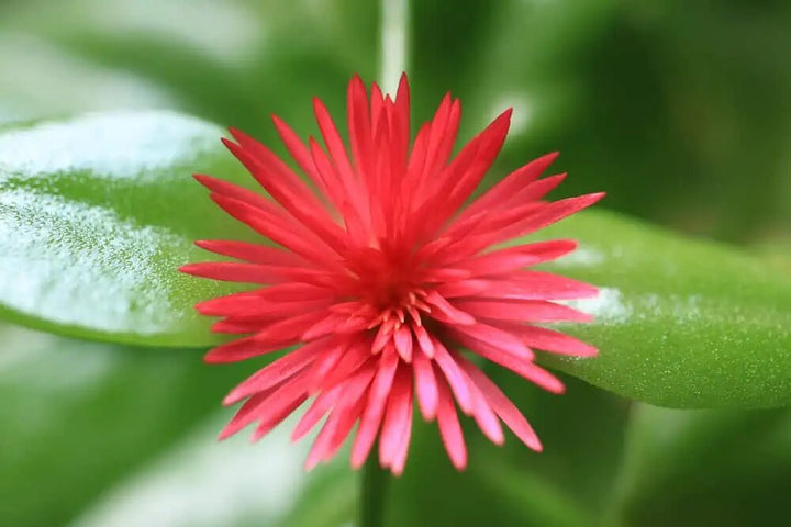 Aptenia Flower Seeds for Planting – Heirloom Non-GMO High Germination Organic Garden Seeds