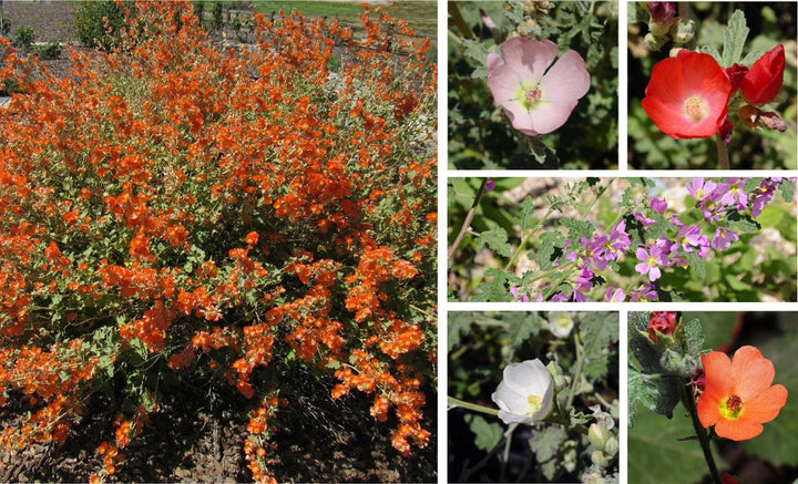 Gemischte Sphaeralcea-Blumensamen – Alte Sorte, gentechnikfrei, hohe Keimrate, Bio-Gartensamen zum Pflanzen