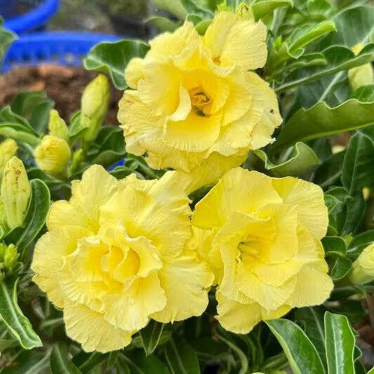 Adenium Yellow Rose Flower Seeds for Planting – Heirloom Non-GMO High Germination Organic Garden Seeds