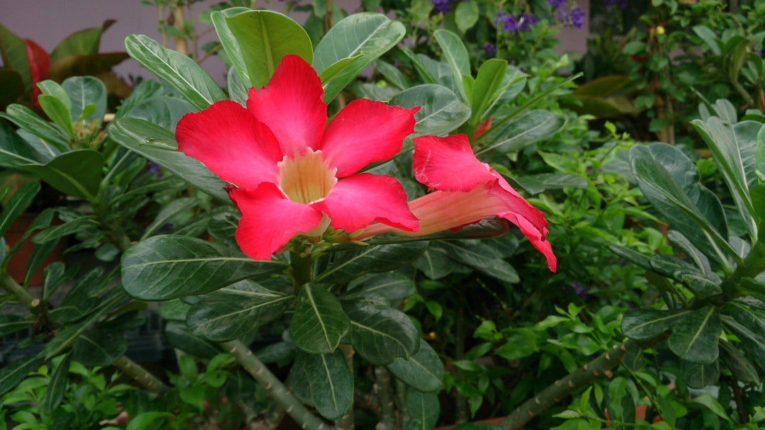 Semillas de flores de Adenium Obesum para plantar – Semillas orgánicas de alta germinación, reliquia, no modificadas genéticamente