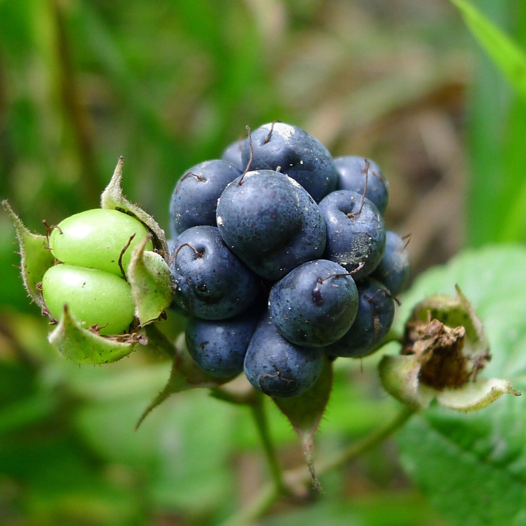 dewberry rubus flower seeds