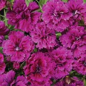 dianthusdoubleorchidimportedpelletedheirloomnongmohighgerminationorganicgarden flower seeds