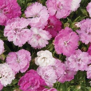 dianthusdoublepinkimportedpelletedheirloomnongmohighgerminationorganicgarden flower seeds