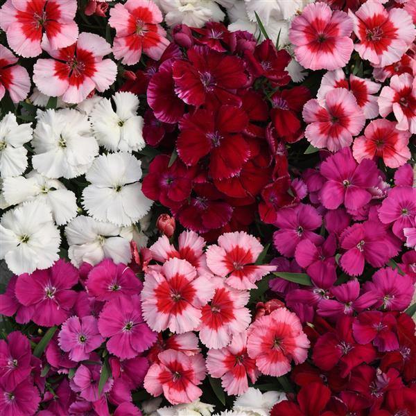 Dianthus Flower Seeds Mixed – Heirloom Non-GMO High Germination Organic Garden Seeds for Planting