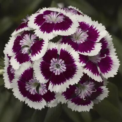 Dianthus Flower Seeds Perennial Purple – Heirloom Non-GMO High Germination Organic Garden Seeds for Planting