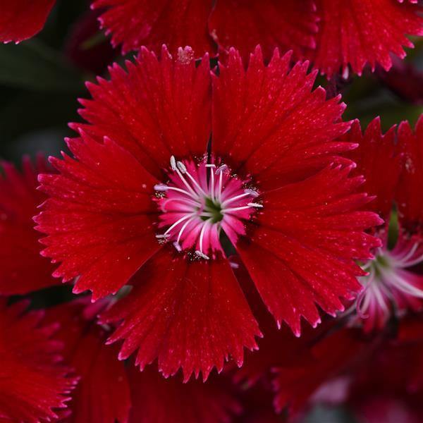 Red Dianthus Flower Seeds for Planting – Heirloom Non-GMO High Germination Seeds
