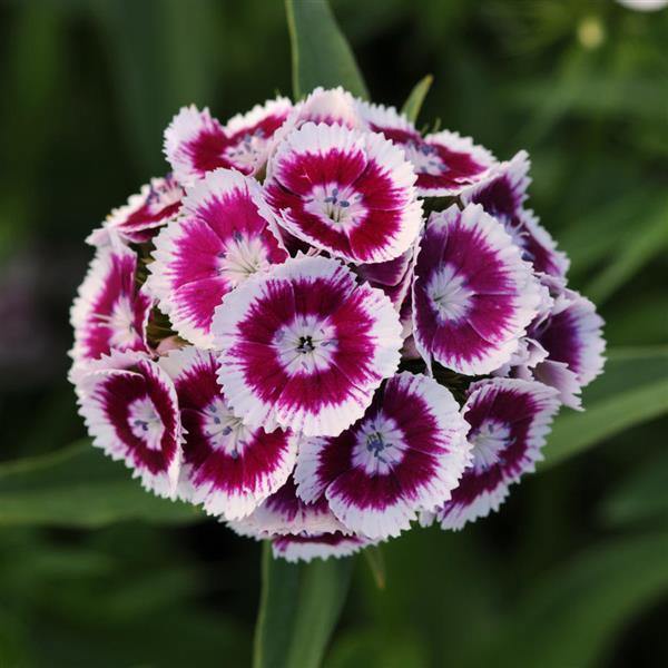 Carnation Dianthus Flower Seeds – Heirloom, Non-GMO, High Germination Organic Garden Seeds
