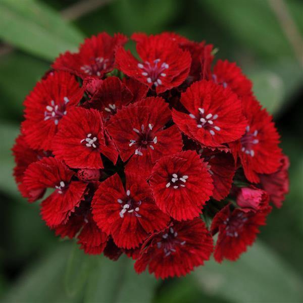 Red Dianthus Flower Seeds for Planting – Heirloom Non-GMO High Germination Seeds