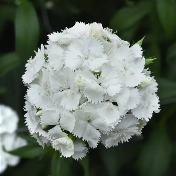 White Dianthus barbatus Flower Seeds – Heirloom Non-GMO High Germination