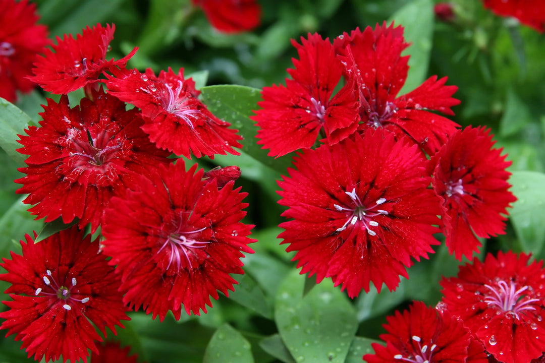 Red Dianthus Flower Seeds for Planting – Heirloom Non-GMO High Germination Seeds