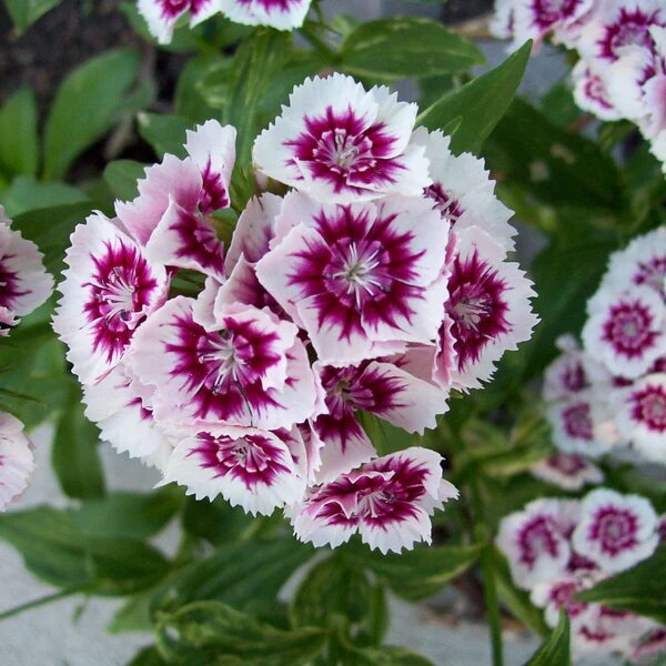 Pink Dianthus Flower Seeds for Planting – Heirloom Non-GMO High Germination Organic Garden Seeds