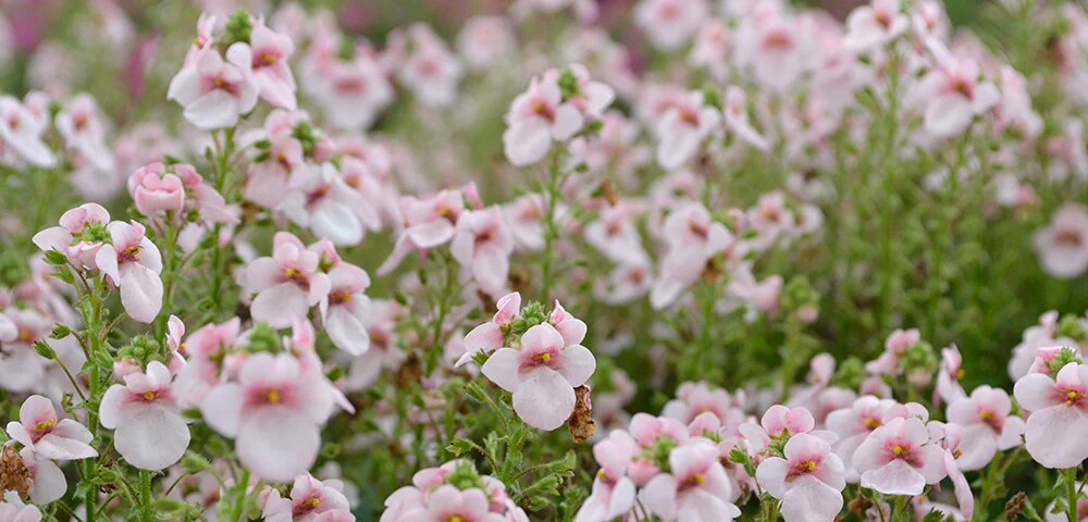 Diascia Flower Seeds for Planting – Heirloom Non-GMO High Germination Organic Seeds