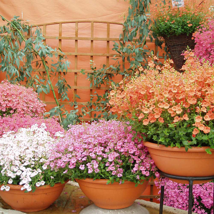 Mixed Diascia Flower Seeds – Heirloom, Non-GMO, High Germination Seeds