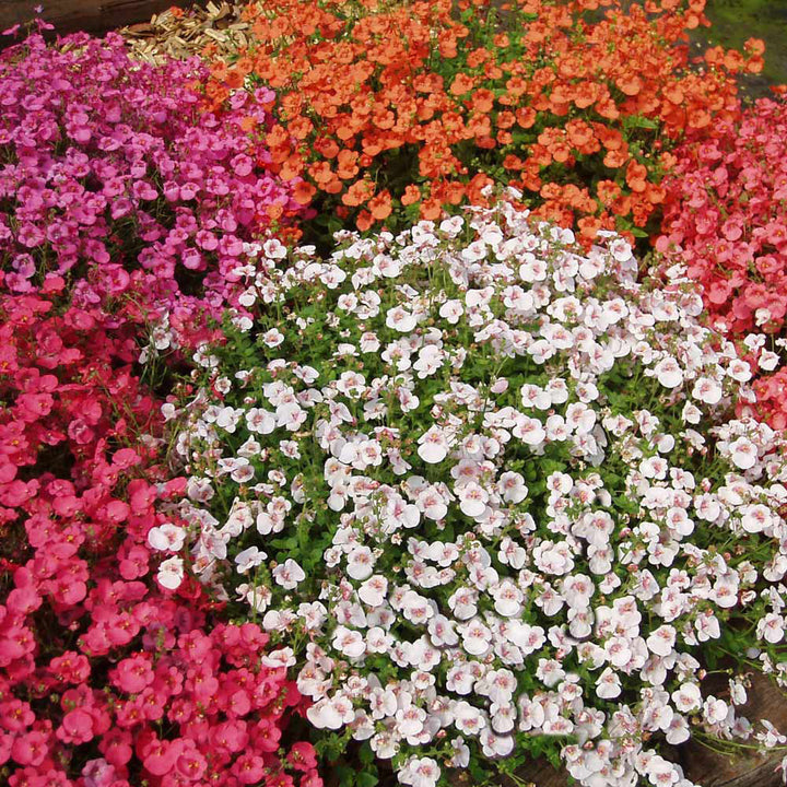 Mixed Diascia Flower Seeds – Heirloom, Non-GMO, High Germination Seeds