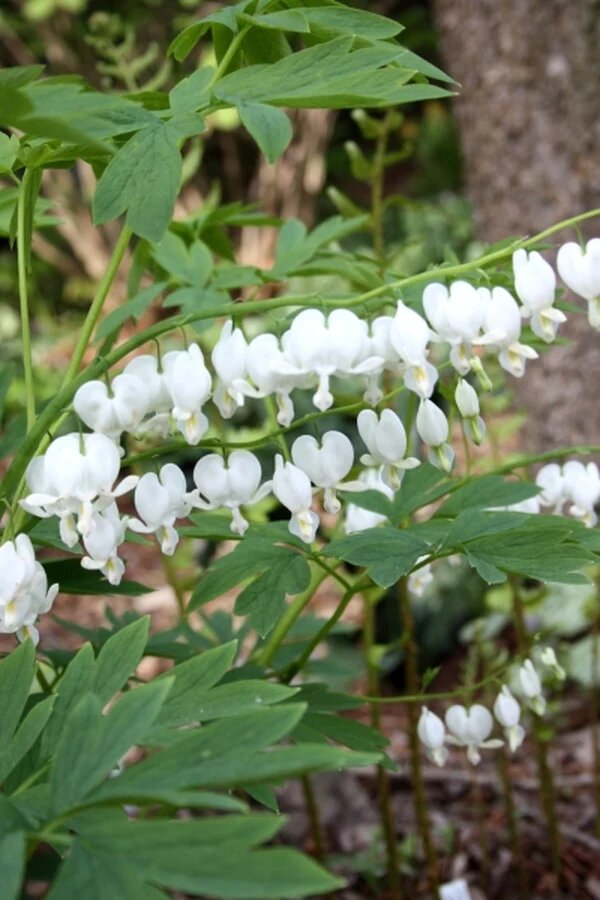 White Dicentra Spectabilis Flower Seeds – Heirloom Non-GMO High Germination