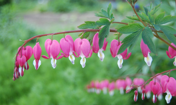 Pink Lamprocapnos Flower Seeds – Heirloom, Non-GMO, High Germination Seeds