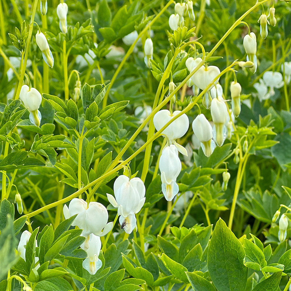 Dicentra Spectabilis Flower Seeds White – Heirloom Non-GMO High Germination