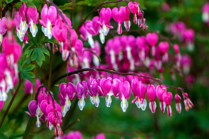 Rosa Dicentra Spectabilis Blumensamen – Historisch gentechnikfrei hohe Keimrate