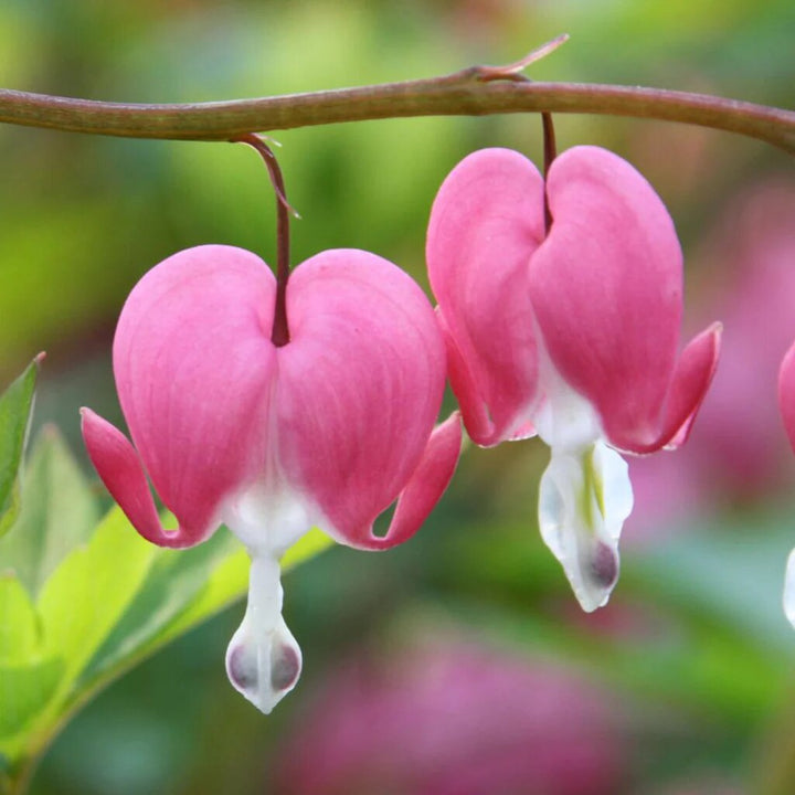 Pink Dicenta Perennial Flower Seeds for Planting – Heirloom Non-GMO High Germination