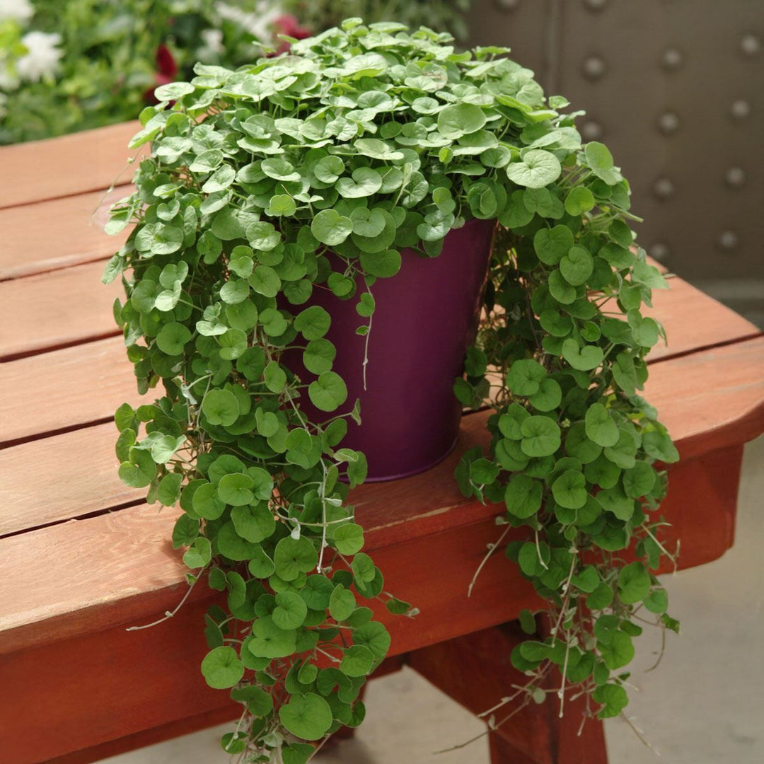 Dichondra Dichondra herb seeds