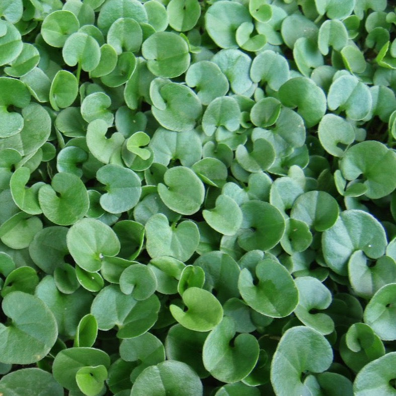 Dichondra Repen herb seeds