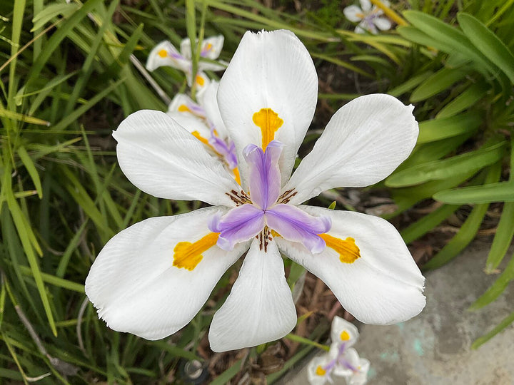 Iridioides Flower Seeds – Heirloom, Non-GMO, High Germination Seeds