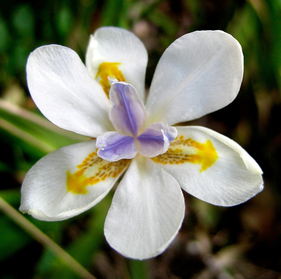 Iridioides Flower Seeds – Heirloom, Non-GMO, High Germination Seeds