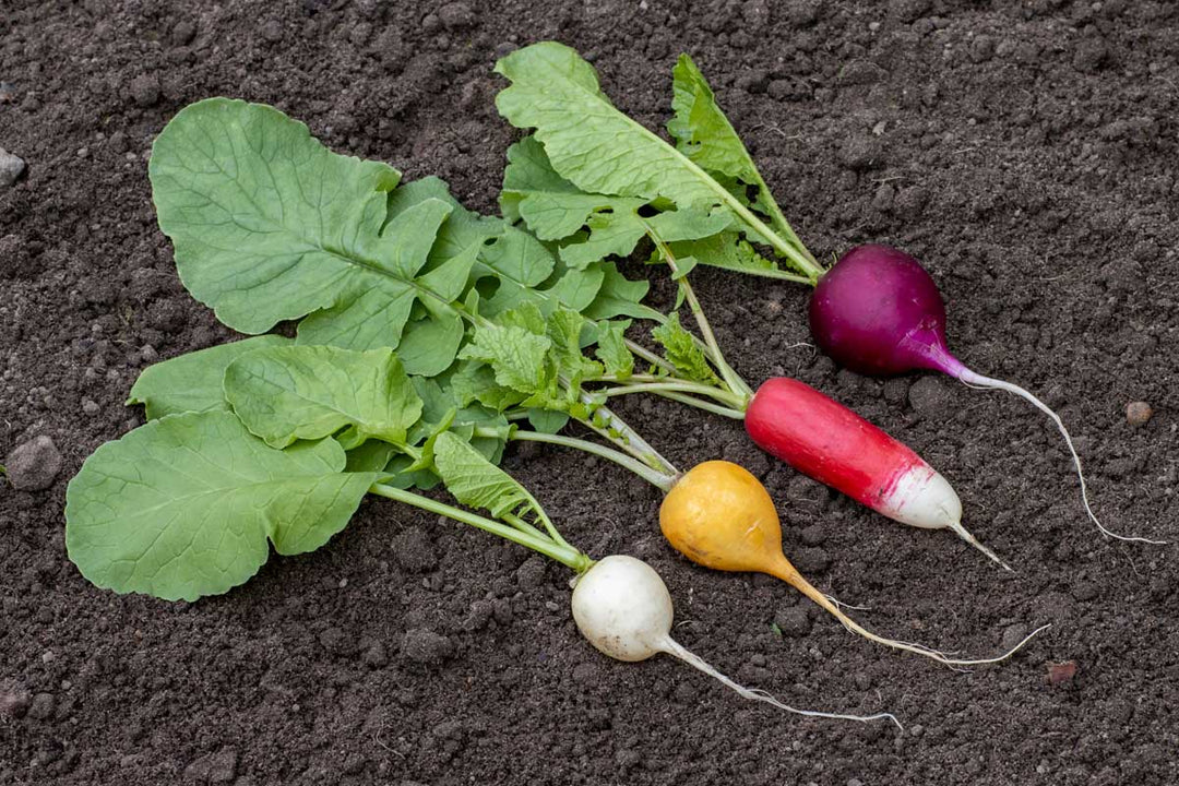 Mixed Radish Vegetables Seeds – Heirloom, Non-GMO, High Germination Organic Garden Seeds Planting