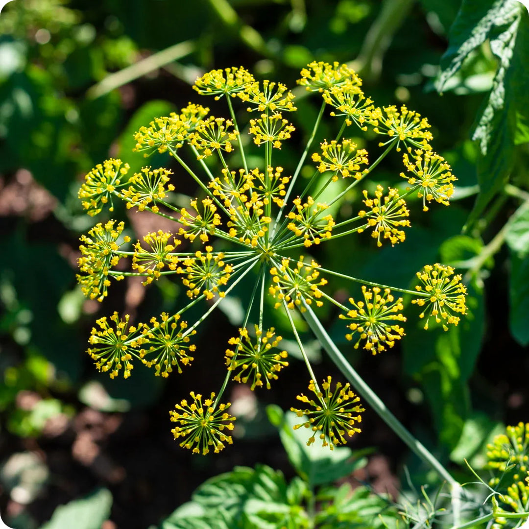 dill bouquet flower seeds