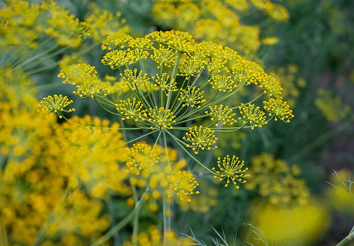 Yellow Dill Flower Seeds for Planting – Heirloom, Non-GMO, High Germination