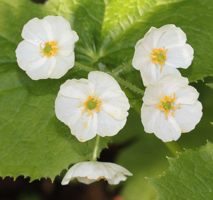 Diphylleia Flower Seeds White – Heirloom, Non-GMO, High Germination Seeds for Planting
