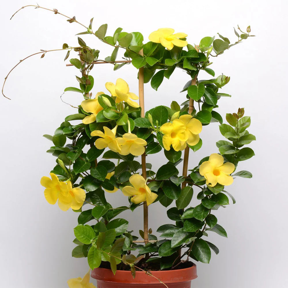 Dipladenia Flower Seeds Yellow – Heirloom, Non-GMO, High Germination Seeds