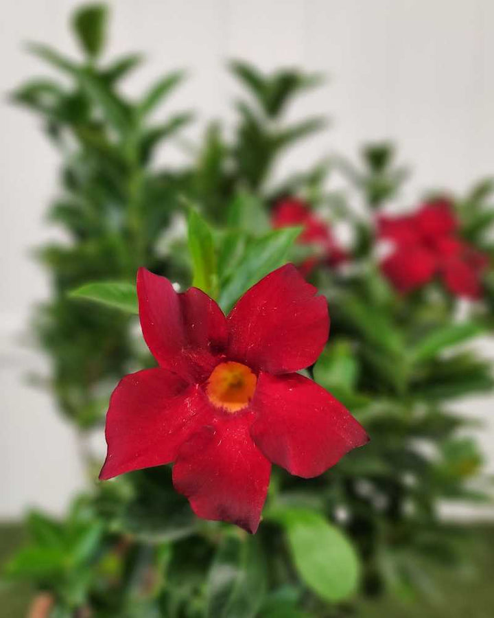 Red Perennial Dipladenia Flower Seeds – Heirloom Non-GMO High Germination Seeds