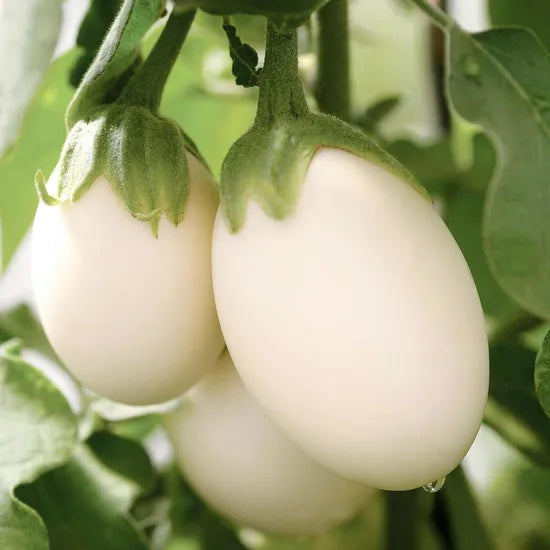 diseaseresistantfastadaptabilitystorageandtransportationresistancesolanumtexanumtenheirloomnongmohighgerminationorganicgarden flower seeds