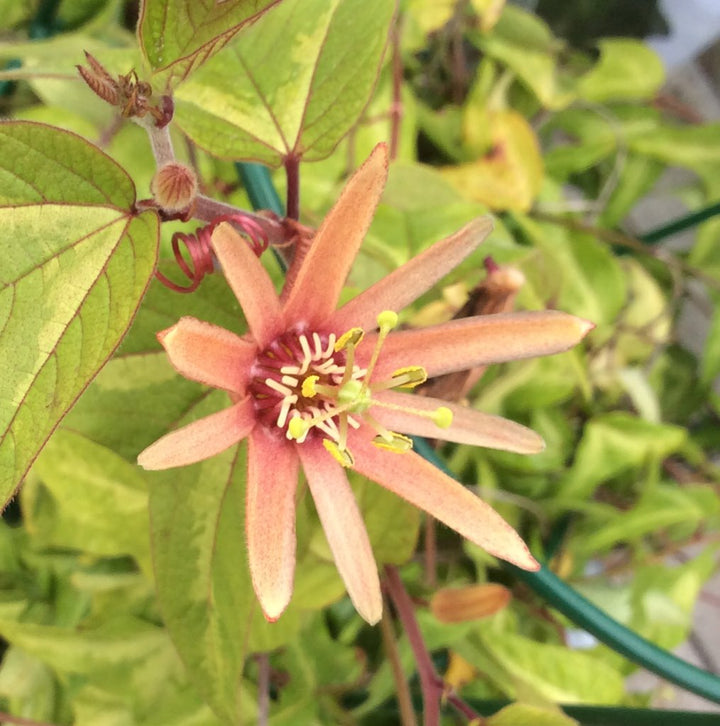 Orange Passiflora Flower Seeds – Heirloom, Non-GMO, High Germination Seeds